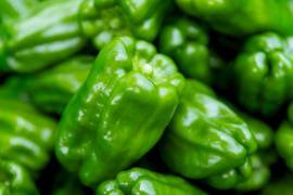 【予約】【関西一のピーマン産地、「たじま」からお届け】　朝採れ発送！　兵庫県香美町産「たじまのピーマン４ｋｇ」