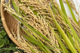 新米　もっちりツヤツヤ！R7長野産コシヒカリ　白米約5キロ　　籾かす多少あり