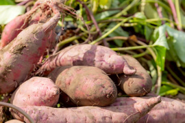 「特別栽培品」【シルクスイートとったど～！】シルクスイート15ｋｇ(箱入)　１１月以降～発送予定！　熟成期間１ヶ月超！　さつまいも！