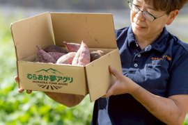 【特別栽培品、栽培期間中農薬不使用】シルクスイート３ｋｇ(箱入)　１１月以降～発送予定！　熟成期間１ヶ月超！　さつまいも！