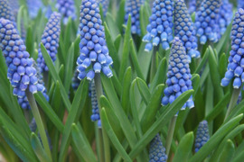 【朝市限定】可愛らしいムスカリ紫６球 透明クリアカップ入(小石付）
【期間限定】