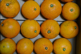 大三島ネーブル　５㎏【農薬・化学肥料不使用】【熨斗(のし)対応可】