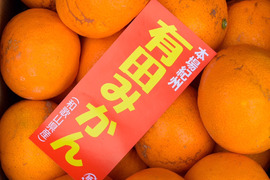 2024年みかんシーズン到来！訳あり極早生みかん約３kg