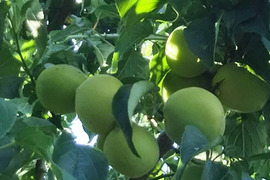 子供に食べさせたい🍑【ばぁばのモノスゴイ旬の青梅❗❗】自然栽培約5㎏✨✨✨