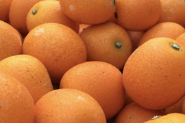 【規格外】小玉/種ごと丸ごときんかん計1.5kg