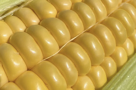 朝穫れ！あまあま大粒とうもろこし【農薬化学肥料不使用】品種おおもの大6本
