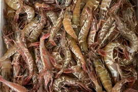 🌟人気の幻のガサ海老🌟　県外に出回らなかった漁師町の幻の海老　200ｇ×４パック
