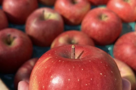 《予約商品》１月中旬～ 小傷 小玉サンふじ 5キロ箱 23～25玉 長野県産