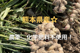 〈熊本県産〉生姜　2kg（農薬化学肥料不使用）種生姜にもオススメ！