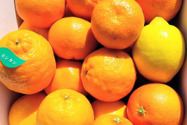 【柑橘食べ比べ】クレメンテイン・ブラッドオレンジ・ぽんかん・レモン詰め合わせ　家庭用5.0箱㎏