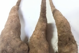 農薬不使用で育てた【短形自然薯】（1kg）