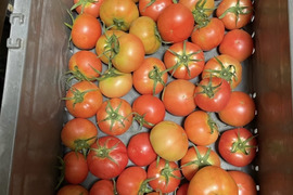 マイルドな酸味と甘味　大玉トマト　れおん・麗夏　約4kg