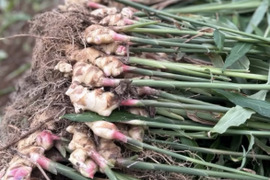 高知県産 朝採れ新生姜 訳あり1kg：高知県産のその他薬味・スパイス