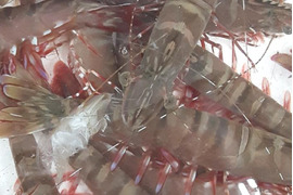 【年末年始予約用】【天然】足赤海老/クマエビ/アシアカ/特大40g前後/500g【冷凍】