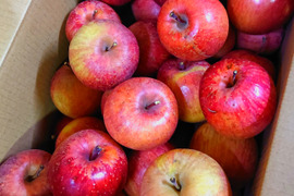 【 大特価🍎極小SSサイズ以下 】軽めのデザート・加工用  サンふじ 訳あり 47～51個 7.5㎏ 相当