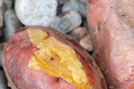 【金時芋の焼き芋に…】金時芋２０ｋｇ(箱入)　10月以降～発送予定！　熟成期間１ヶ月超！　さつまいも！