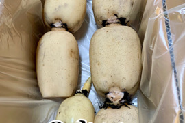 茨城県土浦市ブランド認定『市川蓮根』！！ミシュランガイド掲載店に納品！！【贈答３キロ】
