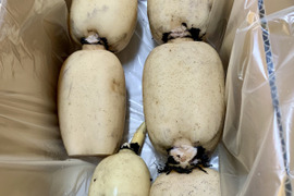 ミシュランガイド掲載店に納品！！ れんこんグランプリ 最優秀賞 ２連覇！！【贈答３キロ】