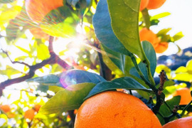 高糖系みかん代表【総合２１】🍊２．５キロ【数量限定！】