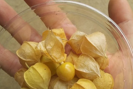 ASUKA様専用まるでフルーツ！　食用ホオズキ＋オマケ野菜