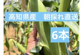 プリップリ弾ける！　朝採れとうもろこし　6本