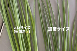 太く育てた！「小ねぎ 3kg」うどん屋さんなど…必見！