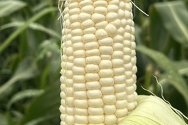 農薬化学肥料不使用※朝採れ！ピュアホワイト2Kg