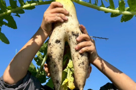 【農家直送】新鮮大根約4.5キロ
栽培期間中農薬不使用