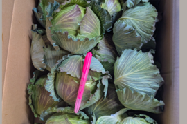 小さい寒玉キャベツ14キロ入り