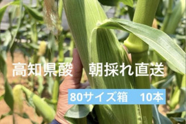 プリップリ弾ける！とうもろこし10本