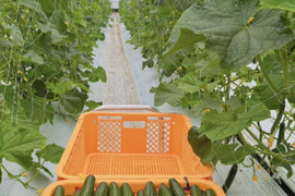 【訳あり】新鮮朝採りきゅうり2キロ詰め合わせ【クール便】【福岡県柳川市産】