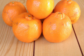 【加工用】土佐の温暖な気候で、うま味がギュッ！！と詰まったぽんかん（キズ大め　M～２Ｌ　５キロ）