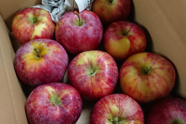 【訳ありにつきお買い得】シナノリップバラ詰め　ご家庭用約５キロ　真夏のジューシーリンゴ！