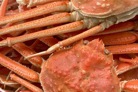 【2月限定！数量限定！特価セール】北海道白老産　浜茹でオオズワイガニ(中サイズ 5杯)　約1kg