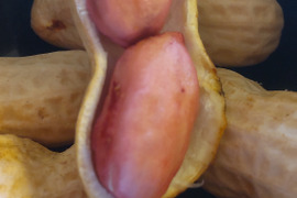 色付きゆで用落花生「はついろ」宅急便コンパクトいっぱい