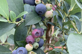 お得です！【農薬不使用】星野村産　朝取り冷凍ブルーベリー【無選別】4kg(500gx8)大小混在してます。
ジャム、スイーツ作りにお勧めです🫐