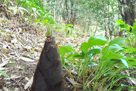 2026年予約受付中【高評価！お得！約5kg糠付き！】高知県産タケノコ～おまかせサイズ(数量限定)