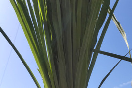 【夏のお薦め4選！】体と心に沁み渡る豊かな香りと味わい！ハーブティーリーフ8g（農薬化学肥料不使用）のっぷいのレモングラス葉と茎