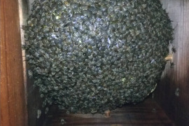 🍯希少品🍯　日本蜜蜂　発酵ハチミツ『酵母の里』