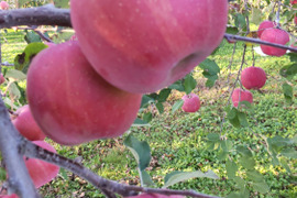 シャキっと新鮮！りんごの王様！やまたか農園の「サンふじ」(家庭用)！