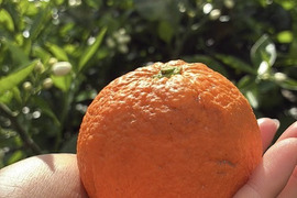 鹿児島県産　木なり完熟の福原オレンジ！２ｋｇ