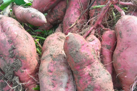 さつまいも　自然栽培、肥料農薬不使用、自家採種
