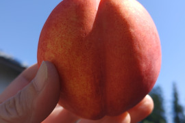 大特価！【敬老の日】ご両親へ感謝の気持ちを込めて青森県産ネクタリン（豪華5kgセット残りわずか！）をプレゼントしませんか？