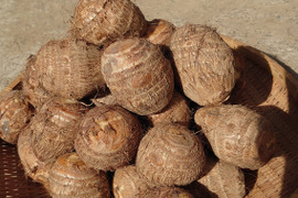 煮崩れしない！ボカシ栽培の風味豊かな奥越の里芋5kg
