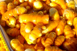 本物志向で使って！生ターメリック（秋ウコン）1キロ