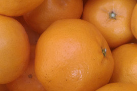 広島産柑橘はるみ　プチプチ弾ける食感　5kg