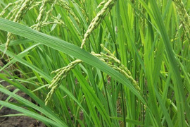 Tacotakaさん専用【新米4k+やさい】ご予約  令和7年米、品種に優る技術なし、玄米、精米も対応（肥料農薬不使用、自家採種、おだ掛け）　晩生種のあじわい、