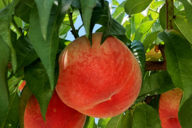 おどろき3kg【自宅用】訳あり品🍑希少種&激レア桃🍑朝採り🍑数量限定早い者勝ち🍑硬め白桃🍑硬い桃好き必見！🍑ずっとパリパリ🍑【朝どれ】🍑８月中旬頃～収穫予定🍑晩生種🍑