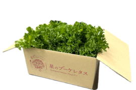 たっぷり楽しめる！小さめでも大満足！お得な小クリスピーレタス！１㎏超！150g～180g×６玉～7玉