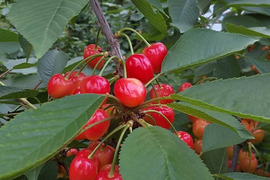 【 紅さやか 】さくらんぼ 山形県天童産  1kg バラ詰 加工•生食用【 5月30日順次発送 】